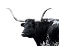 Picture of Spotted Bull  _GroupedProduct_Rectangle_Landscape_Photography _GroupedProduct_Rectangle_Landscape_Unframed_Print_Only_