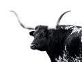 Picture of Spotted Bull  _GroupedProduct_Rectangle_Landscape_Photography _GroupedProduct_Rectangle_Landscape_Unframed_Print_Only_