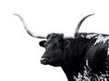 Picture of Spotted Bull  _GroupedProduct_Rectangle_Landscape_Photography _GroupedProduct_Rectangle_Landscape_Unframed_Print_Only_