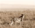 Picture of Spotted in the Savanna  _GroupedProduct_Rectangle_Landscape_Photography _GroupedProduct_Rectangle_Landscape_Unframed_Print_Only_