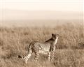 Picture of Spotted in the Savanna  _GroupedProduct_Rectangle_Landscape_Photography _GroupedProduct_Rectangle_Landscape_Unframed_Print_Only_