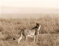 Picture of Spotted in the Savanna  _GroupedProduct_Rectangle_Landscape_Photography _GroupedProduct_Rectangle_Landscape_Unframed_Print_Only_