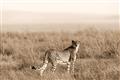Picture of Spotted in the Savanna  _GroupedProduct_Rectangle_Landscape_Photography _GroupedProduct_Rectangle_Landscape_Unframed_Print_Only_