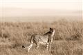 Picture of Spotted in the Savanna  _GroupedProduct_Rectangle_Landscape_Photography _GroupedProduct_Rectangle_Landscape_Unframed_Print_Only_