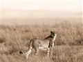 Picture of Spotted in the Savanna  _GroupedProduct_Rectangle_Landscape_Photography _GroupedProduct_Rectangle_Landscape_Unframed_Print_Only_