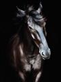 Picture of Stallion _GroupedProduct_Rectangle_Portrait_Photography _GroupedProduct_Rectangle_Portrait_Unframed_Print_Only_