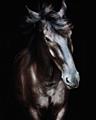 Picture of Stallion _GroupedProduct_Rectangle_Portrait_Photography _GroupedProduct_Rectangle_Portrait_Unframed_Print_Only_