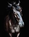 Picture of Stallion _GroupedProduct_Rectangle_Portrait_Photography _GroupedProduct_Rectangle_Portrait_Unframed_Print_Only_