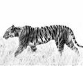 Picture of Tiger Path _GroupedProduct_Rectangle_Landscape_Photography _GroupedProduct_Rectangle_Landscape_Unframed_Print_Only_
