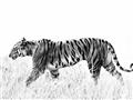 Picture of Tiger Path _GroupedProduct_Rectangle_Landscape_Photography _GroupedProduct_Rectangle_Landscape_Unframed_Print_Only_