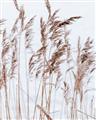 Picture of Wheat in the Wind  _GroupedProduct_Rectangle_Portrait_Photography _GroupedProduct_Rectangle_Portrait_Unframed_Print_Only_