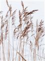 Picture of Wheat in the Wind  _GroupedProduct_Rectangle_Portrait_Photography _GroupedProduct_Rectangle_Portrait_Unframed_Print_Only_