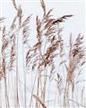 Picture of Wheat in the Wind  _GroupedProduct_Rectangle_Portrait_Photography _GroupedProduct_Rectangle_Portrait_Unframed_Print_Only_