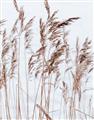Picture of Wheat in the Wind  _GroupedProduct_Rectangle_Portrait_Photography _GroupedProduct_Rectangle_Portrait_Unframed_Print_Only_