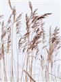 Picture of Wheat in the Wind  _GroupedProduct_Rectangle_Portrait_Photography _GroupedProduct_Rectangle_Portrait_Unframed_Print_Only_