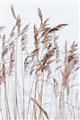Picture of Wheat in the Wind  _GroupedProduct_Rectangle_Portrait_Photography _GroupedProduct_Rectangle_Portrait_Unframed_Print_Only_