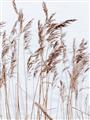 Picture of Wheat in the Wind  _GroupedProduct_Rectangle_Portrait_Photography _GroupedProduct_Rectangle_Portrait_Unframed_Print_Only_