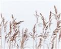 Picture of Wheat in the Wind II _GroupedProduct_Rectangle_Landscape_Photography _GroupedProduct_Rectangle_Landscape_Unframed_Print_Only_