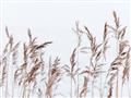 Picture of Wheat in the Wind II _GroupedProduct_Rectangle_Landscape_Photography _GroupedProduct_Rectangle_Landscape_Unframed_Print_Only_