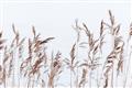 Picture of Wheat in the Wind II _GroupedProduct_Rectangle_Landscape_Photography _GroupedProduct_Rectangle_Landscape_Unframed_Print_Only_