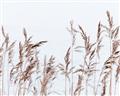 Picture of Wheat in the Wind II _GroupedProduct_Rectangle_Landscape_Photography _GroupedProduct_Rectangle_Landscape_Unframed_Print_Only_
