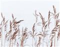 Picture of Wheat in the Wind II _GroupedProduct_Rectangle_Landscape_Photography _GroupedProduct_Rectangle_Landscape_Unframed_Print_Only_