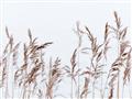 Picture of Wheat in the Wind II _GroupedProduct_Rectangle_Landscape_Photography _GroupedProduct_Rectangle_Landscape_Unframed_Print_Only_