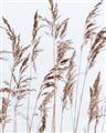Picture of Wheat in the Wind III _GroupedProduct_Rectangle_Portrait_Photography _GroupedProduct_Rectangle_Portrait_Unframed_Print_Only_