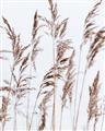 Picture of Wheat in the Wind III _GroupedProduct_Rectangle_Portrait_Photography _GroupedProduct_Rectangle_Portrait_Unframed_Print_Only_