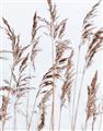 Picture of Wheat in the Wind III _GroupedProduct_Rectangle_Portrait_Photography _GroupedProduct_Rectangle_Portrait_Unframed_Print_Only_