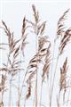 Picture of Wheat in the Wind III _GroupedProduct_Rectangle_Portrait_Photography _GroupedProduct_Rectangle_Portrait_Unframed_Print_Only_