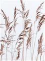 Picture of Wheat in the Wind III _GroupedProduct_Rectangle_Portrait_Photography _GroupedProduct_Rectangle_Portrait_Unframed_Print_Only_