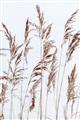Picture of Wheat in the Wind III _GroupedProduct_Rectangle_Portrait_Photography _GroupedProduct_Rectangle_Portrait_Unframed_Print_Only_