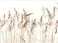 Picture of Wheat in the Wind IV _GroupedProduct_Rectangle_Landscape_Photography _GroupedProduct_Rectangle_Landscape_Unframed_Print_Only_