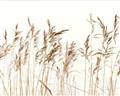 Picture of Wheat in the Wind IV _GroupedProduct_Rectangle_Landscape_Photography _GroupedProduct_Rectangle_Landscape_Unframed_Print_Only_