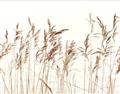 Picture of Wheat in the Wind IV _GroupedProduct_Rectangle_Landscape_Photography _GroupedProduct_Rectangle_Landscape_Unframed_Print_Only_