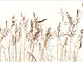 Picture of Wheat in the Wind IV _GroupedProduct_Rectangle_Landscape_Photography _GroupedProduct_Rectangle_Landscape_Unframed_Print_Only_