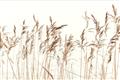 Picture of Wheat in the Wind IV _GroupedProduct_Rectangle_Landscape_Photography _GroupedProduct_Rectangle_Landscape_Unframed_Print_Only_