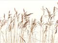Picture of Wheat in the Wind IV _GroupedProduct_Rectangle_Landscape_Photography _GroupedProduct_Rectangle_Landscape_Unframed_Print_Only_