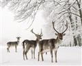 Picture of Winter Deers _GroupedProduct_Rectangle_Landscape_Photography _GroupedProduct_Rectangle_Landscape_Unframed_Print_Only_