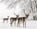 Picture of Winter Deers _GroupedProduct_Rectangle_Landscape_Photography _GroupedProduct_Rectangle_Landscape_Unframed_Print_Only_