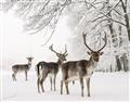 Picture of Winter Deers _GroupedProduct_Rectangle_Landscape_Photography _GroupedProduct_Rectangle_Landscape_Unframed_Print_Only_