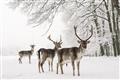 Picture of Winter Deers _GroupedProduct_Rectangle_Landscape_Photography _GroupedProduct_Rectangle_Landscape_Unframed_Print_Only_