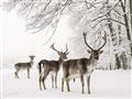 Picture of Winter Deers _GroupedProduct_Rectangle_Landscape_Photography _GroupedProduct_Rectangle_Landscape_Unframed_Print_Only_