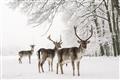 Picture of Winter Deers _GroupedProduct_Rectangle_Landscape_Photography _GroupedProduct_Rectangle_Landscape_Unframed_Print_Only_