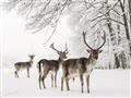 Picture of Winter Deers _GroupedProduct_Rectangle_Landscape_Photography _GroupedProduct_Rectangle_Landscape_Unframed_Print_Only_