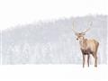 Picture of Winter Stag _GroupedProduct_Rectangle_Landscape_Unframed_Print_Only_
