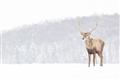 Picture of Winter Stag _GroupedProduct_Rectangle_Landscape_Unframed_Print_Only_