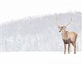 Picture of Winter Stag _GroupedProduct_Rectangle_Landscape_Unframed_Print_Only_