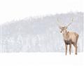 Picture of Winter Stag _GroupedProduct_Rectangle_Landscape_Unframed_Print_Only_